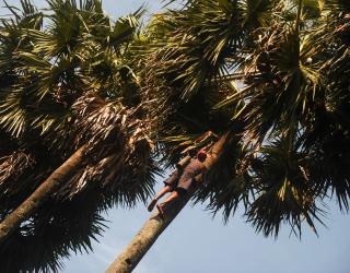 40 Tahun Memanjat Langit: Sukito dan Warisan Siwalan Kiring