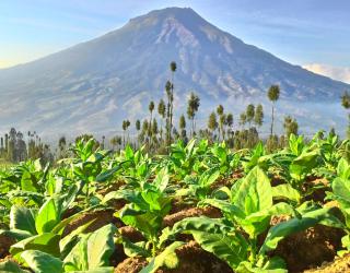 Tembakau, Simbol Kehidupan dan Kebanggaan Temanggung