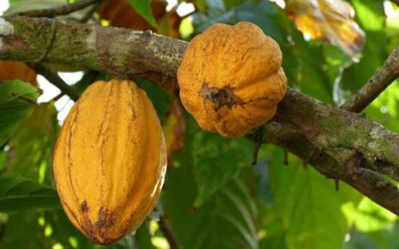 Lampung Jadi Contoh Pengembangan Kakao Rakyat Berbasis Kemitraan