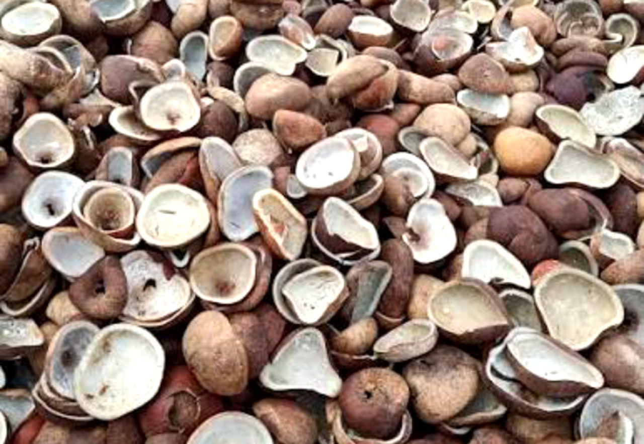 hilirisasi produk kelapa seperti minyak, kopra, dan turunan lainnya akan menjadi kunci peningkatan nilai tambah bagi petani. Foto ist