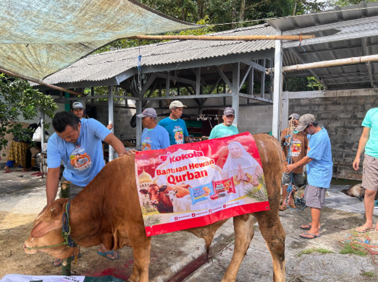 Kokola Group Salurkan Qurban Sapi Limosin di Ciamis